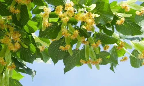 Jak działa miód lipowy na sen i układ nerwowy?